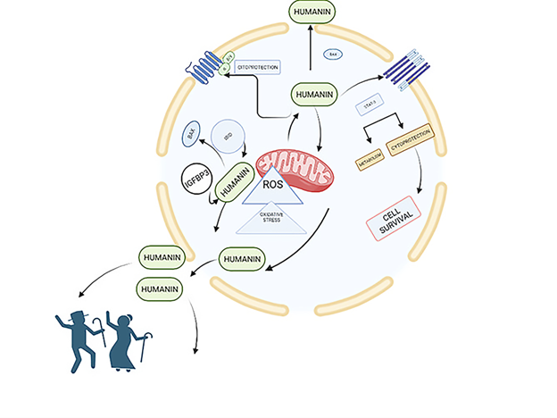 Investigando a Fronteira: O Papel dos Peptídeos de Pesquisa no Alzheimer e Parkinson Image 1