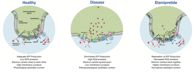 Investigando a Fronteira: O Papel dos Peptídeos de Pesquisa no Alzheimer e Parkinson Image 2
